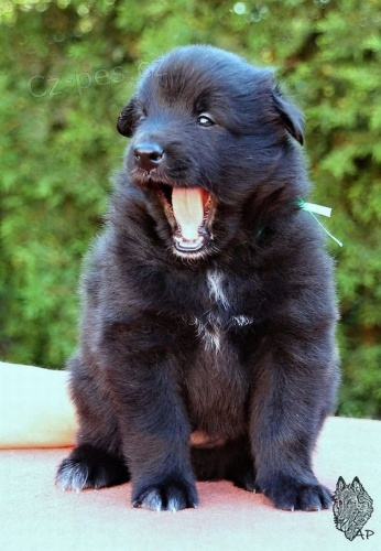 Pejsek Belgick� ov��k Groenendael