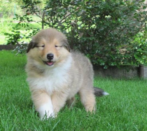 Kolie dlouhosrst� s PP