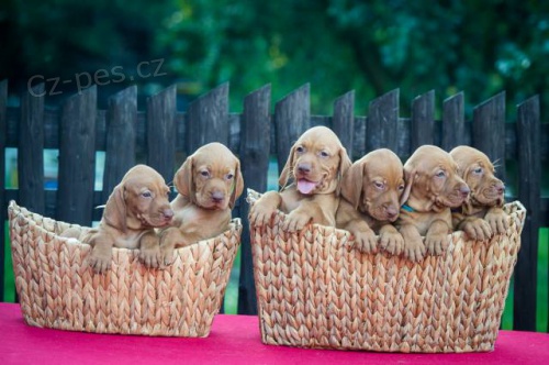 Ma�arsk� oha� kr�tkosrst� s PP-k odb�ru + zad�n�