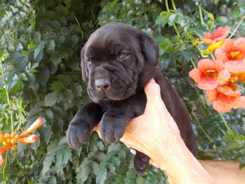 Tosa inu �t��ata na prodej  s PP pejsci