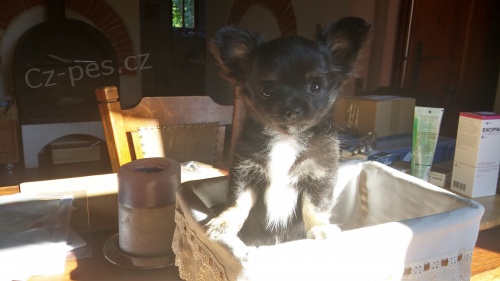 �ivava dlouhosrst�