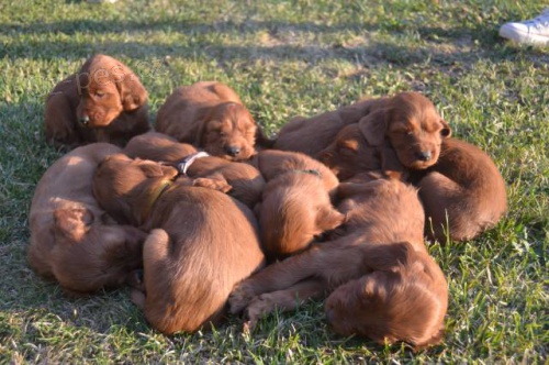 Prod�m �t��ata irsk�ho setra