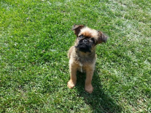 �t�n� bruselsk�ho grifonka, spole�ensk� toy pejsek