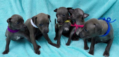 Italsk� chrt�k - luxusn� �t��ata s PP