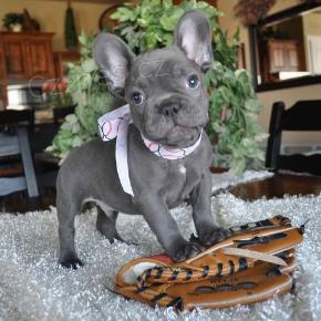 Francouzsk� buldo�ek na prodej s PP