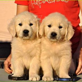 Zlat� retr�vr na prodej s PP