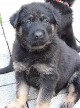 N�meck� ov��k k prodeji