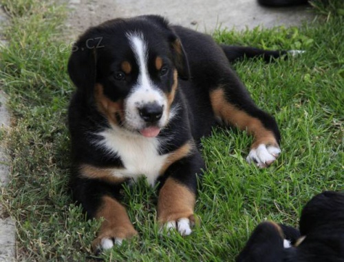 Velk� �v�carsk� sala�nick� pes