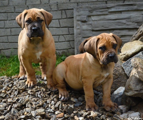 Boerboel �t��ata s PP na prodej