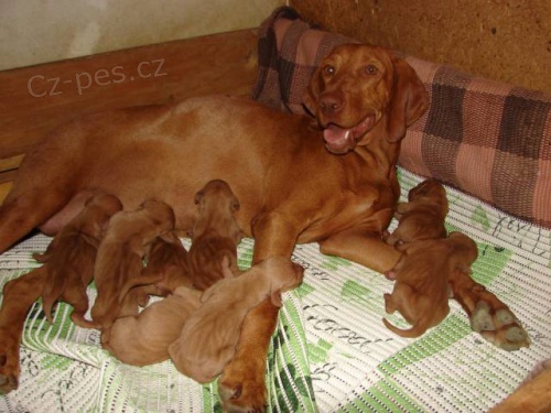 �t���tka Vizsla