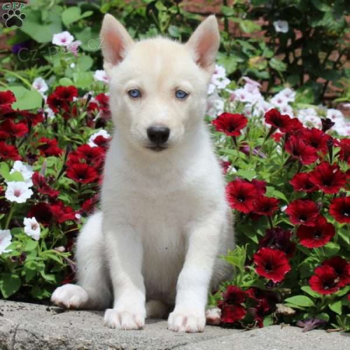 sibi�sk� husky na prodej ppi