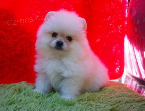 Pomeransk� �t��ata.