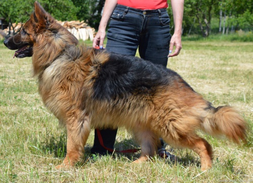 N�meck� ov��k - �t��ata