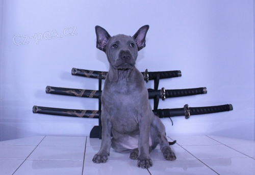Thajsk� Ridgeback s PP