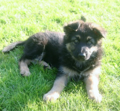 N�meck� ov��k �t��ata na prodej s pp