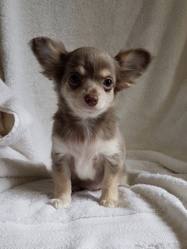 Chihuahua �t���tka na prodej !!
