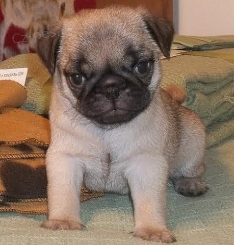 Mops �t���tka 