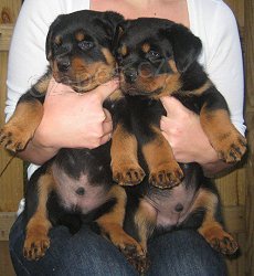 Rottweiler �t��ata.