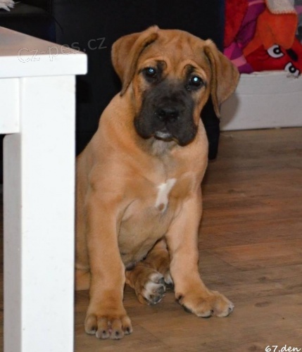 Boerboel �t��ata s PP na prodej