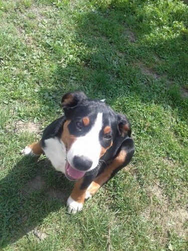 Appenzellsk� sala�nick� pes s PP