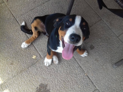 Appenzellsk� sala�nick� pes s PP