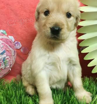 Samci a samice Zlat� retr�vr �t���tka k dispozici