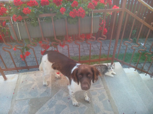 Hled�me psa ke kryt� 