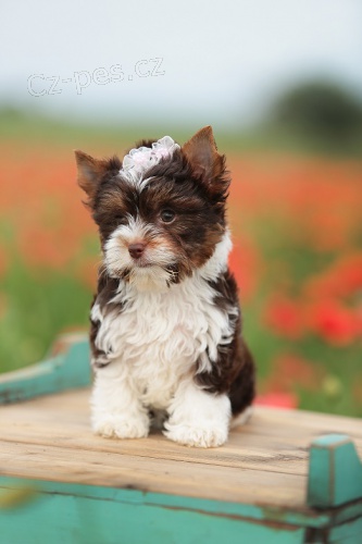 Barevn� jork��rkov� s rodokmeny