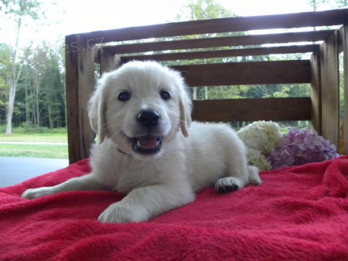 chlapec a d�vka zlat� retr�vr x Labrador �t��ata na prodej