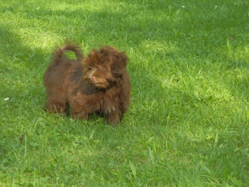 Havansk� ps�k - �t���tka