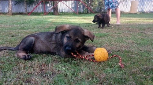 �t��ata z pracovn�ho spojen� - VEPEDEN