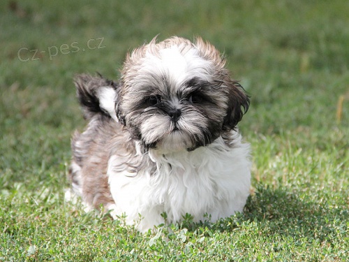 Shih-tzu, �i-tzu pejsek s PP
