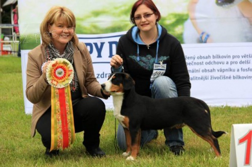 Entlebu�sk� sala�n�cky pes