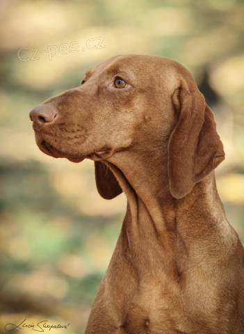 Vizsla. �t���tka ma�arsk�ch oha�� s PP