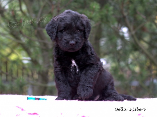 Briard - �ern� �t���tka s PP