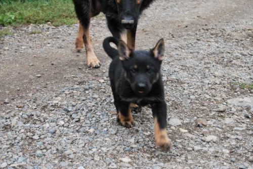 N�meck� ov��k s PP- �t��ata