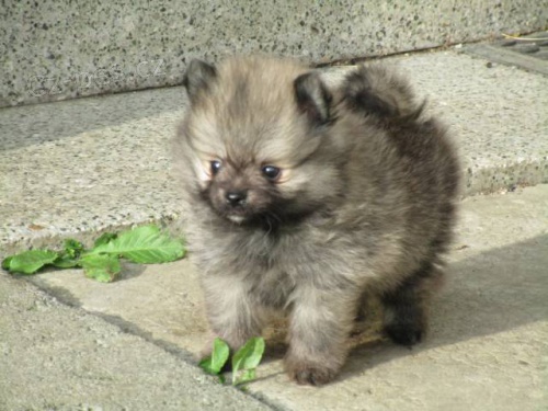 N�meck� �pic trpasli�� / Pomeranian