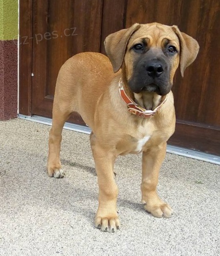 Boerboel �t�n� s PP na prodej