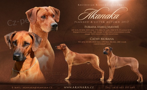 Zad�me �t��ata - Rhod�sk� Ridgeback