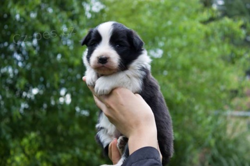 �t���tka Border kolie s PP (fenky, pejsci)