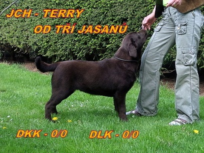 �okol�dov� labrador