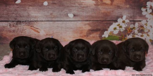 Labrador retriever tmav� �oko s PP a �t.Chesapeake