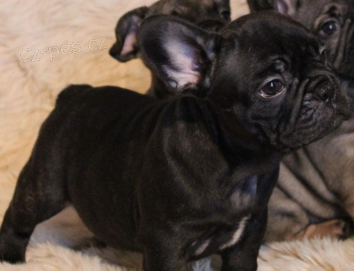 Francouzsk� buldo�ek �t��ata.