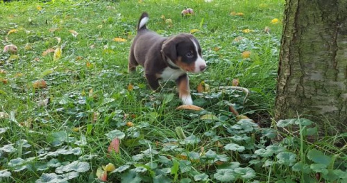 Appenzellsk� sala�nick� pes s PP