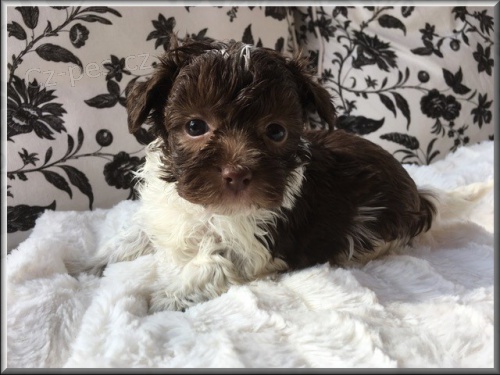 Rusk� barevn� bolonka - �t���tka