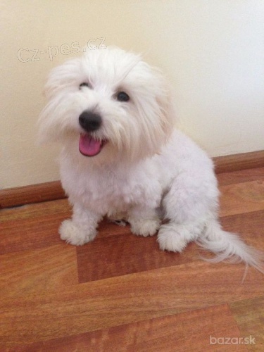 Coton de Tul�ar - bavlnka s PP