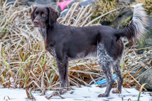 Mal� m�nsterlandsk� oha� - �t��ata s PP