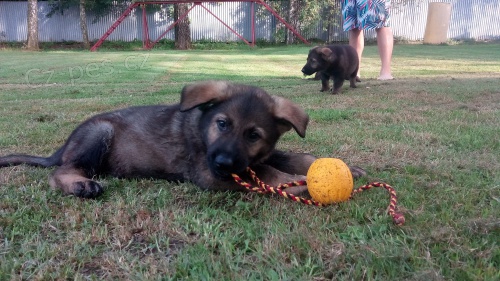 �t��ata z pracovn�ho spojen� - VEPEDEN