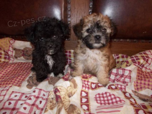 Bolo�sk� ps�k barevn� s PP/rusk� bar.bolonka