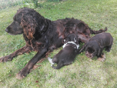 �t��ata n�meck�ho k�epel�ka